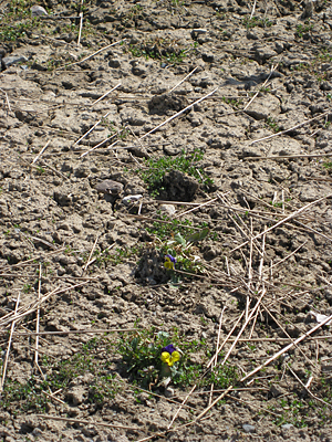 pansy unmulched